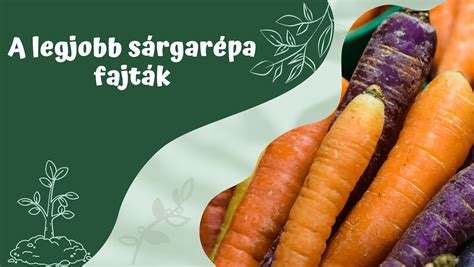 Sárgarépa mező