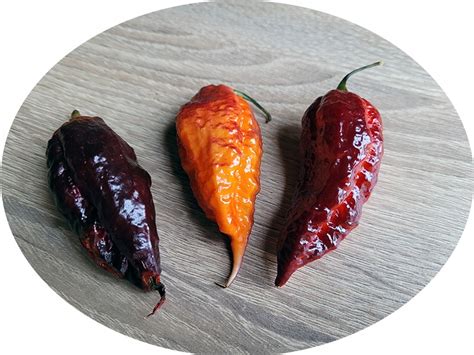 Chili paprika kiültetve a kertbe