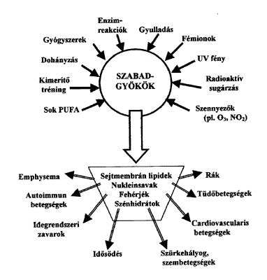 Antioxidáns hatás mechanizmusa