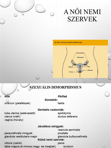 A női nemi szervek anatómiai felépítése
