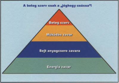 A kutyafogkő kialakulásának fázisai
