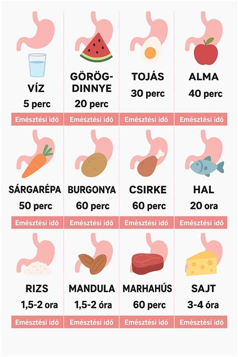 Ételek emésztési ideje grafikon
