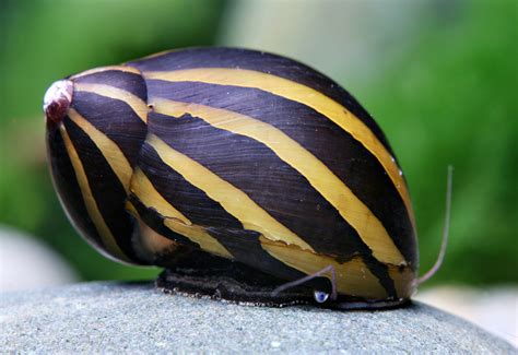 Gumikerék csiga (Neritina natalensis)