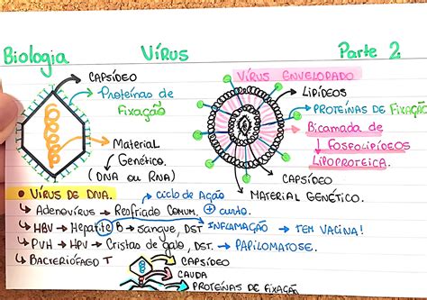 A vírus terjedésének útvonalait ábrázoló diagram