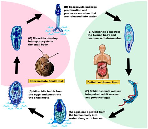 Édesvízi csiga és Schistosoma lárvák életciklusa
