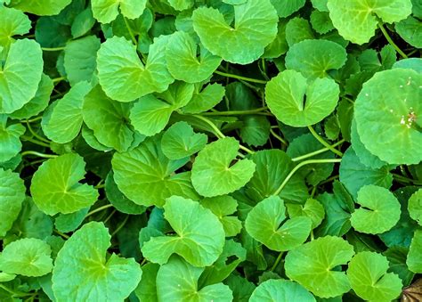 A Gotu Kola molekuláris szerkezetét bemutató diagram