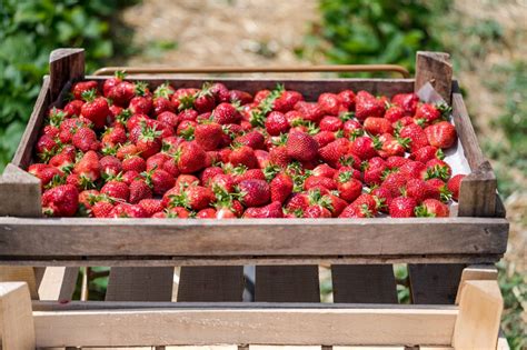friss magyar szamóca kosárban a piacon