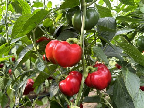 Pritaminpaprika halom