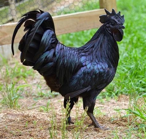 Ayam Cemani csirke