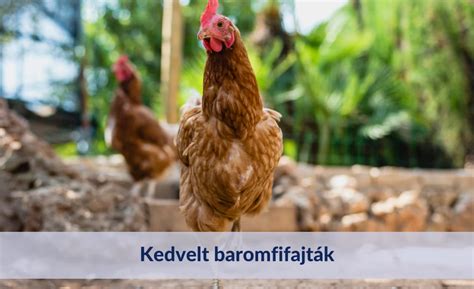 Különböző baromfifajták a háztáji udvarban