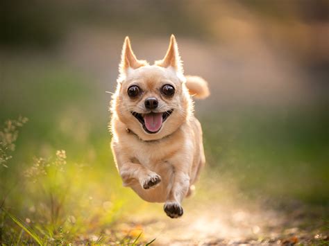 Boldog kutya születésnapi tortával