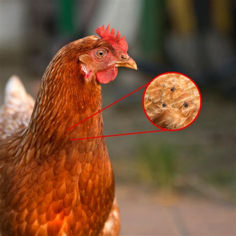 Csirkék egy zsúfolt ólban, rossz tartási körülmények között