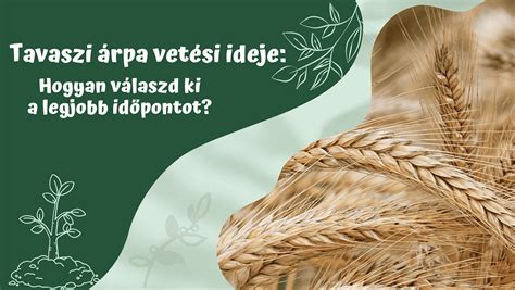 Áztatott árpa