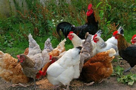 Szabadtartásos csirke nevelési folyamata