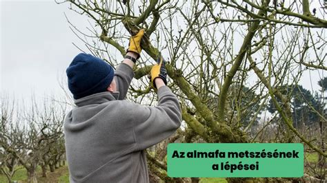 Az almafa metszésének alapjai