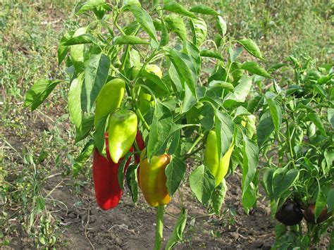 paprika betakarítás