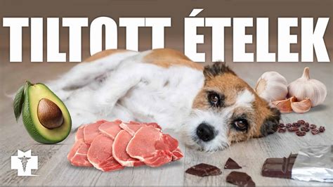 tiltott ételek kutyáknak