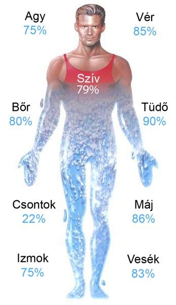 A víz jelentősége az emberi test számára infografika