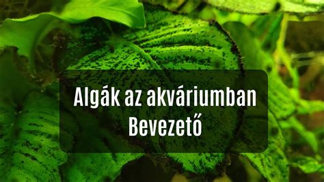 Akváriumi algák