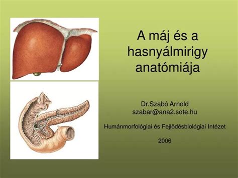 A hasnyálmirigy anatómiája és elhelyezkedése a szervezetben