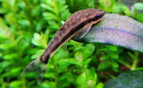 Békés halak, például Otocinclus, amelyek együtt tarthatók garnélákkal