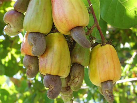 A cashew plant with fruit and nut