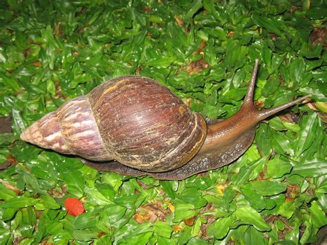 Achatina Fulica egy terráriumban