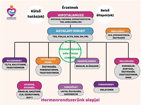 Hormonális hatások az evés utáni fáradtságra