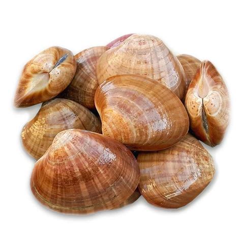 különféle vénuszkagyló típusok