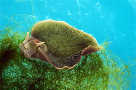 Elysia chlorotica csiga