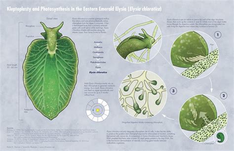 Elysia chlorotica és Vaucheria litorea alga