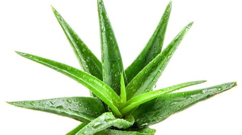 Aloe vera növény levelekkel