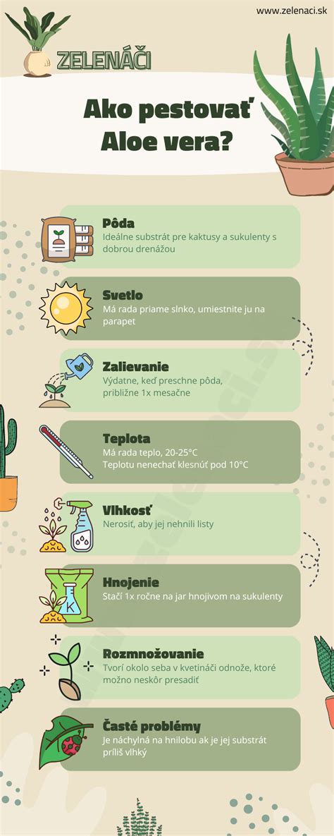 Infografika az aloe vera immunrendszerre gyakorolt hatásáról