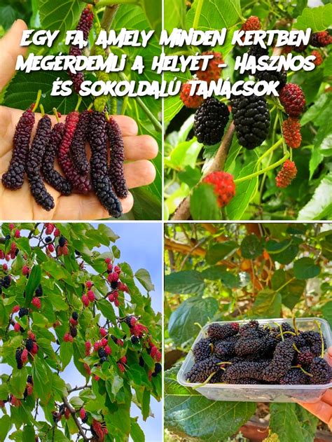 egy nagy, terebélyes diófa a kertben, amely árnyékot ad