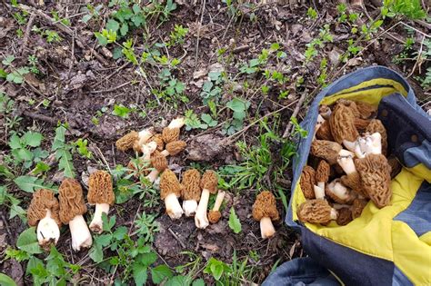 Tavaszi kucsmagombák erdei környezetben