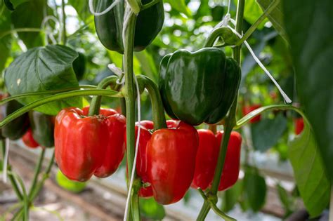 kerti paprika ültetvény napfényben