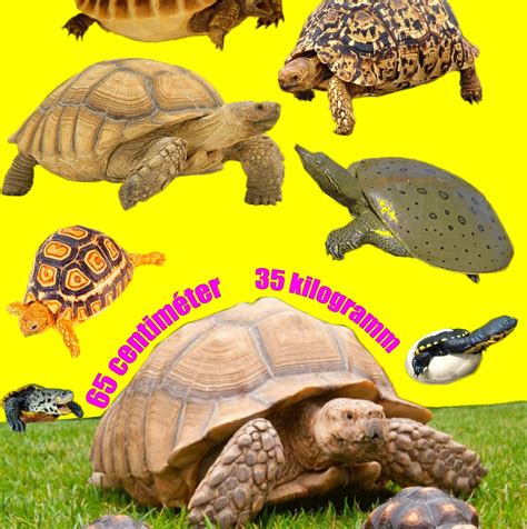 Óriás zöldségek kiállítás