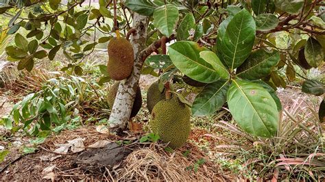 a hatalmas jackfruit gyümölcsök a fa törzsén