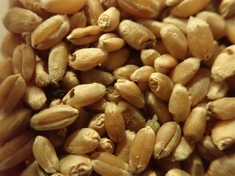 teff gabonaszemek mérete összehasonlítva más gabonákkal