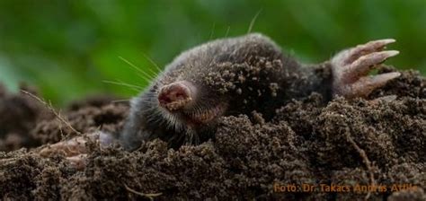 A teff apró szemei közelről
