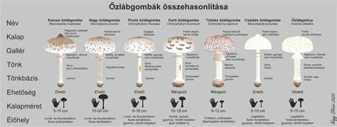 Őzlábgomba az erdőben