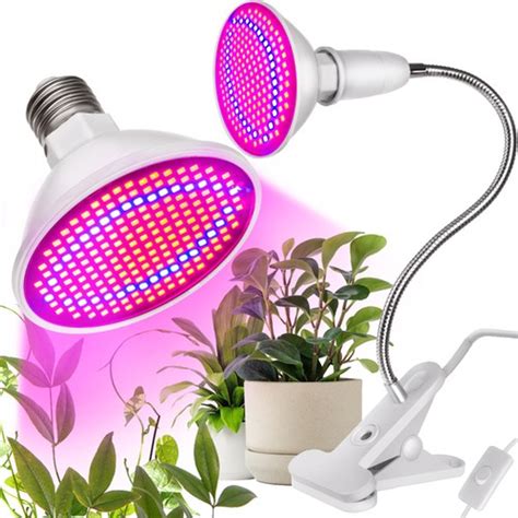 Chili palánták LED lámpa alatt
