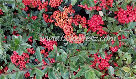 sumac cserje piros bogyókkal