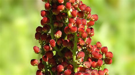 sumac fürtök betakarítás előtt
