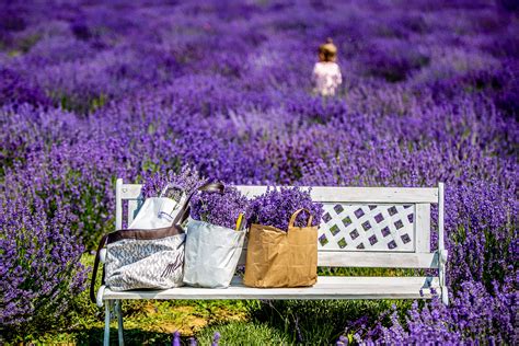 A provence-i levendulamezők látképe