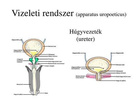 Húgyúti rendszer anatómiája férfiaknál