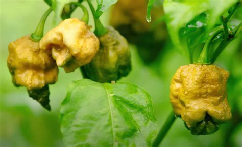 Pepper X paprika