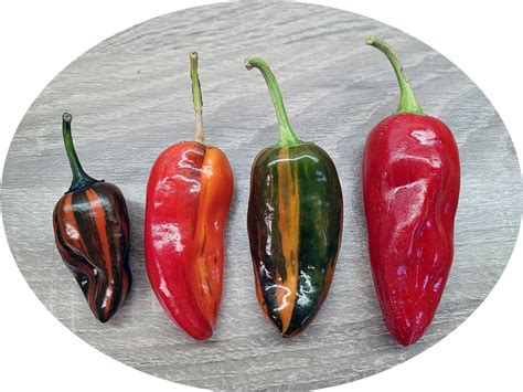 chili paprika termések