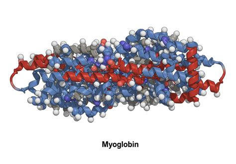 A hemoglobin és mioglobin molekuláris szerkezete