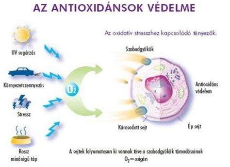 Antioxidáns hatás mechanizmusát ábrázoló diagram